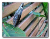 Fincas-Naturales-Butterfly-Garden-Costa-Rica-014