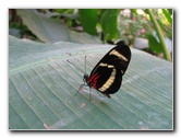 Fincas-Naturales-Butterfly-Garden-Costa-Rica-019