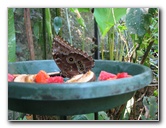 Fincas-Naturales-Butterfly-Garden-Costa-Rica-020