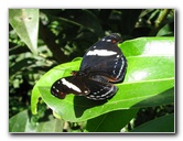 Fincas-Naturales-Butterfly-Garden-Costa-Rica-021