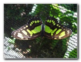 Fincas-Naturales-Butterfly-Garden-Costa-Rica-036