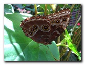 Fincas-Naturales-Butterfly-Garden-Costa-Rica-042