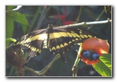 Fincas-Naturales-Butterfly-Garden-Costa-Rica-043