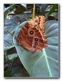 Fincas-Naturales-Butterfly-Garden-Costa-Rica-049