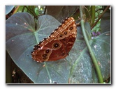 Fincas-Naturales-Butterfly-Garden-Costa-Rica-050