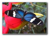 Fincas-Naturales-Butterfly-Garden-Costa-Rica-051