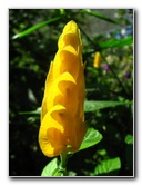 Fincas-Naturales-Butterfly-Garden-Costa-Rica-058