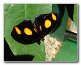 Fincas-Naturales-Butterfly-Garden-Costa-Rica-059