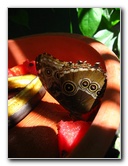 Fincas-Naturales-Butterfly-Garden-Costa-Rica-060