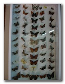 Fincas-Naturales-Butterfly-Garden-Costa-Rica-063