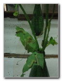 Fincas-Naturales-Butterfly-Garden-Costa-Rica-066