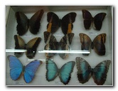 Fincas-Naturales-Butterfly-Garden-Costa-Rica-069