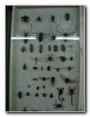 Fincas-Naturales-Butterfly-Garden-Costa-Rica-071