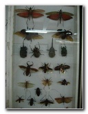 Fincas-Naturales-Butterfly-Garden-Costa-Rica-072