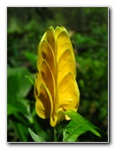 Fincas-Naturales-Butterfly-Garden-Costa-Rica-075