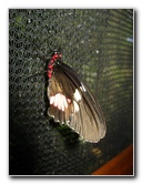 Fincas-Naturales-Butterfly-Garden-Costa-Rica-076