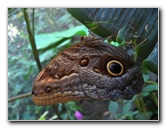 Fincas-Naturales-Butterfly-Garden-Costa-Rica-078