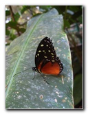 Fincas-Naturales-Butterfly-Garden-Costa-Rica-079