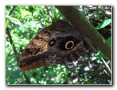 Fincas-Naturales-Butterfly-Garden-Costa-Rica-081