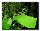 Fincas-Naturales-Butterfly-Garden-Costa-Rica-082