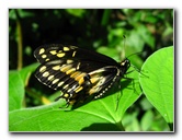 Fincas-Naturales-Butterfly-Garden-Costa-Rica-084