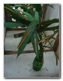 Fincas-Naturales-Butterfly-Garden-Costa-Rica-086