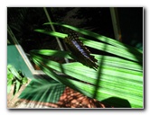 Fincas-Naturales-Butterfly-Garden-Costa-Rica-087