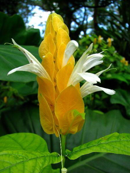 Flamingo-Gardens-Davie-FL-013