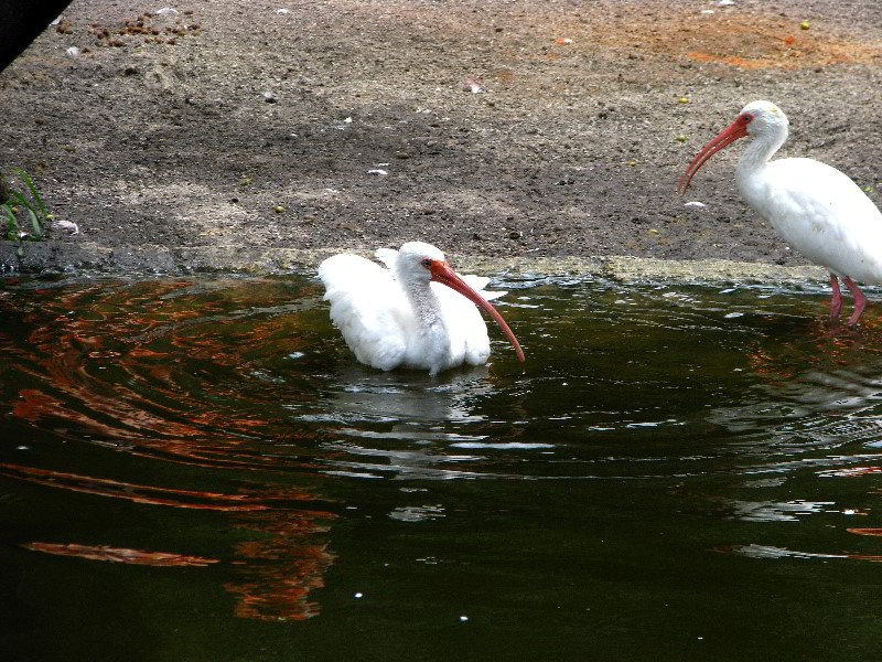 Flamingo-Gardens-Davie-FL-020