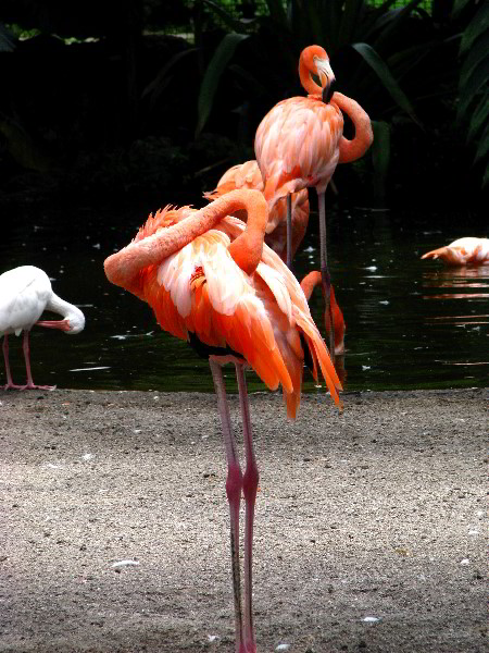 Flamingo-Gardens-Davie-FL-024