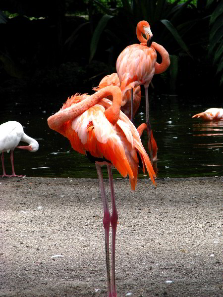 Flamingo-Gardens-Davie-FL-024