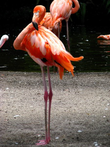 Flamingo-Gardens-Davie-FL-025