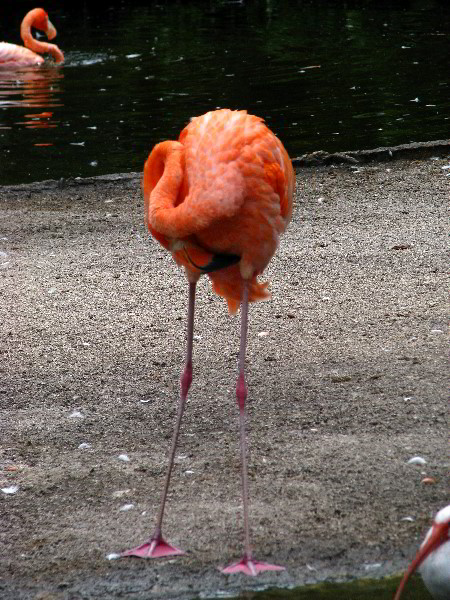 Flamingo-Gardens-Davie-FL-026
