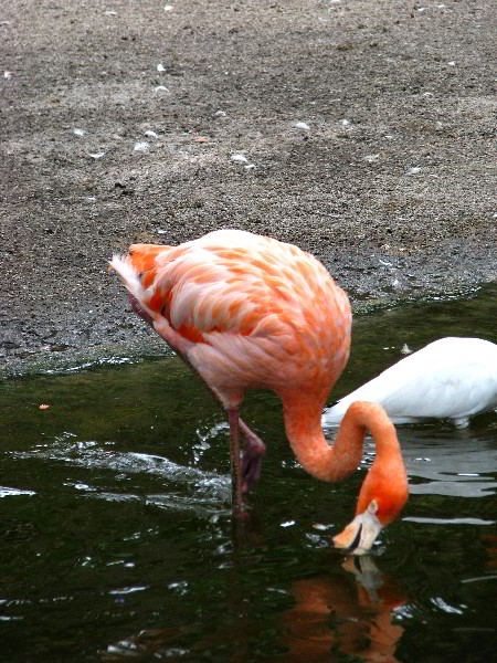 Flamingo-Gardens-Davie-FL-033