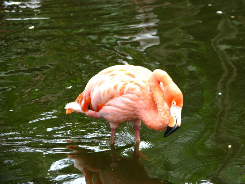 Flamingo-Gardens-Davie-FL-034