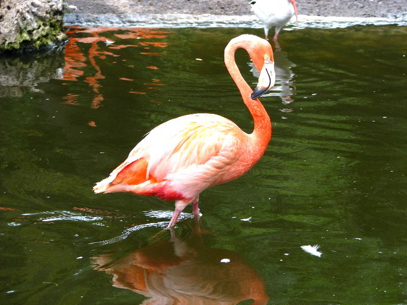 Flamingo-Gardens-Davie-FL-041