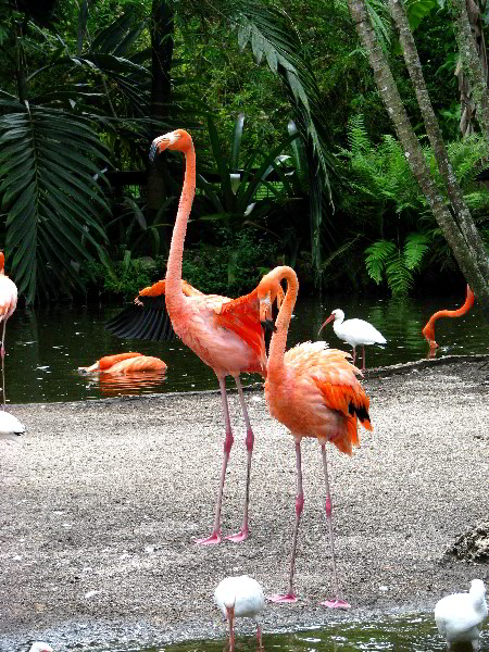 Flamingo-Gardens-Davie-FL-045