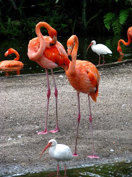 Flamingo-Gardens-Davie-FL-046
