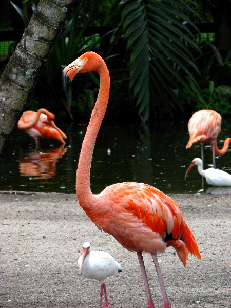 Flamingo-Gardens-Davie-FL-049