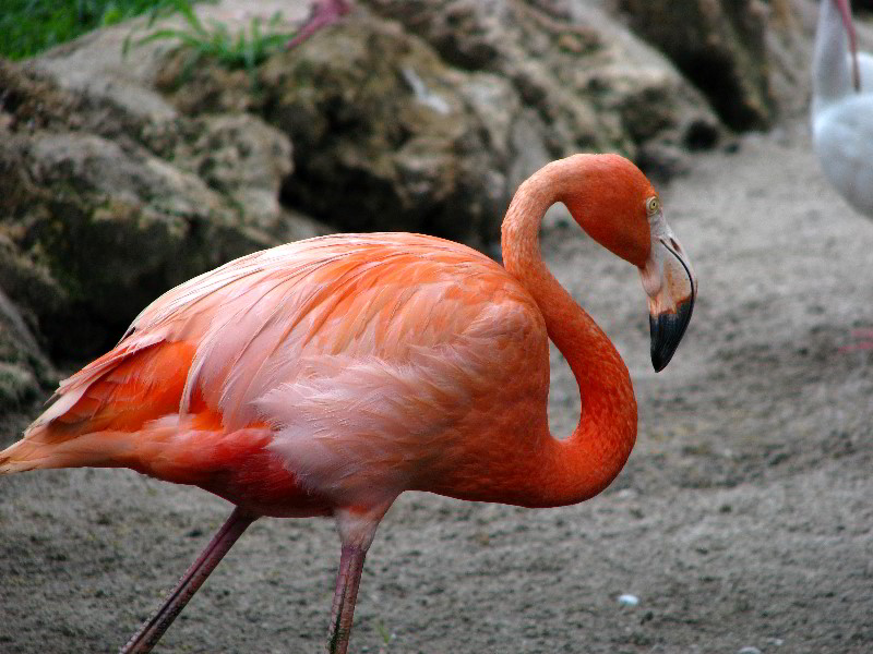 Flamingo-Gardens-Davie-FL-051