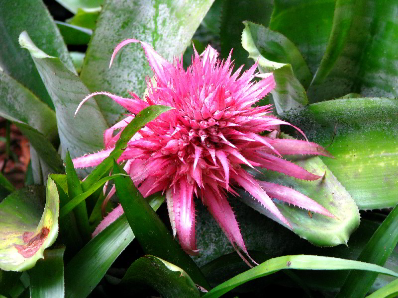 Flamingo-Gardens-Davie-FL-053