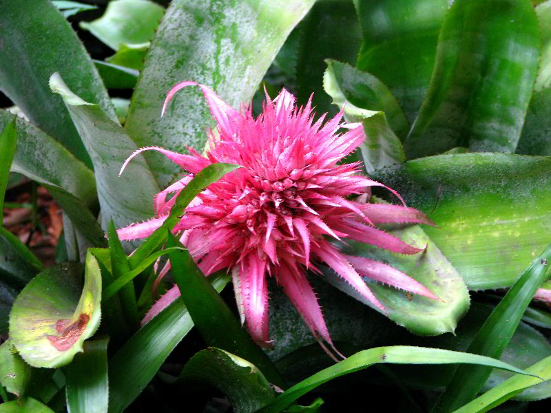 Flamingo-Gardens-Davie-FL-054