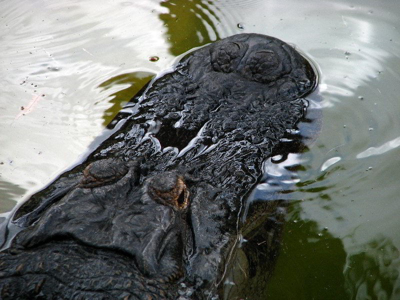 Flamingo-Gardens-Davie-FL-059