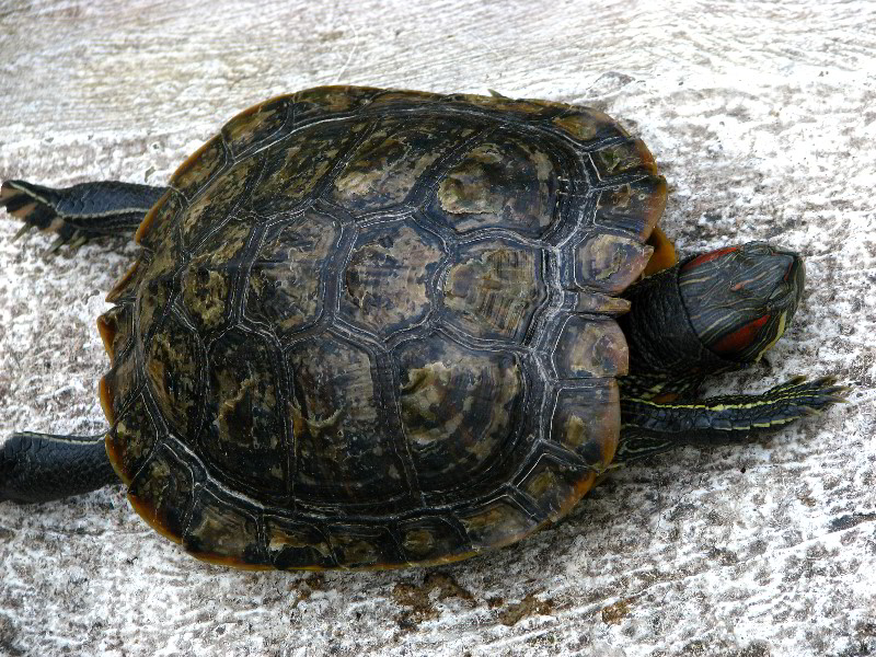 Flamingo-Gardens-Davie-FL-063