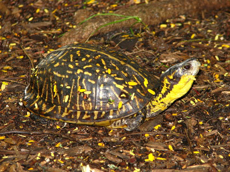 Flamingo-Gardens-Davie-FL-066