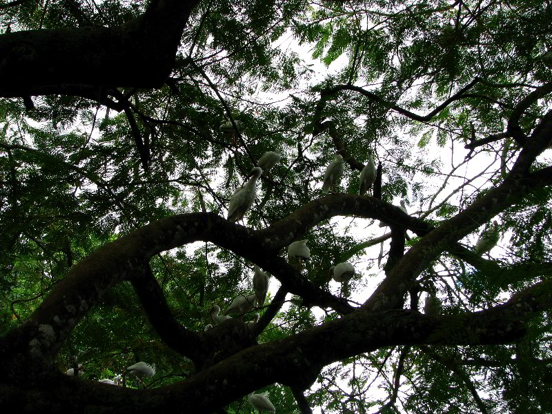 Flamingo-Gardens-Davie-FL-067