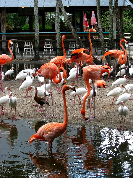 Flamingo-Gardens-Davie-FL-068