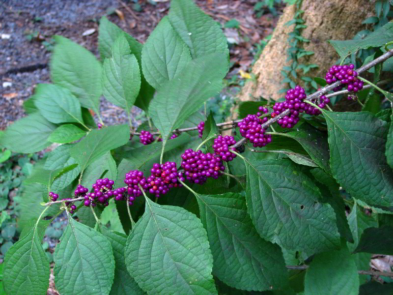 Flamingo-Gardens-Davie-FL-072