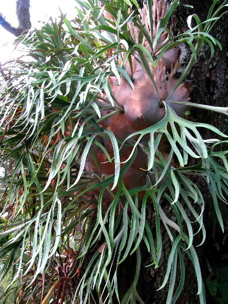 Flamingo-Gardens-Davie-FL-074