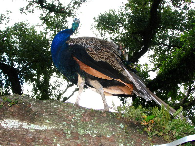 Flamingo-Gardens-Davie-FL-077